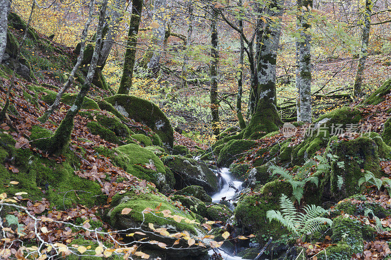 Irati forest，潘普洛纳，纳瓦拉，西班牙。